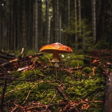 Maison_dome_eco
