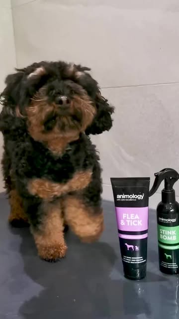 Why Does My House Smell Like Wet Dog: Quick Fixes Revealed