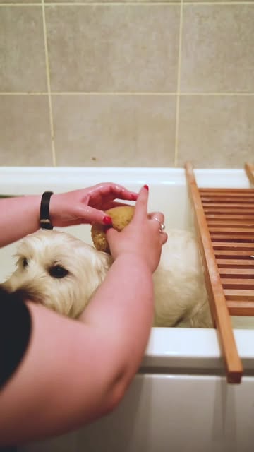 Why Does My Dog Smell After a Bath: Surprising Causes Explained