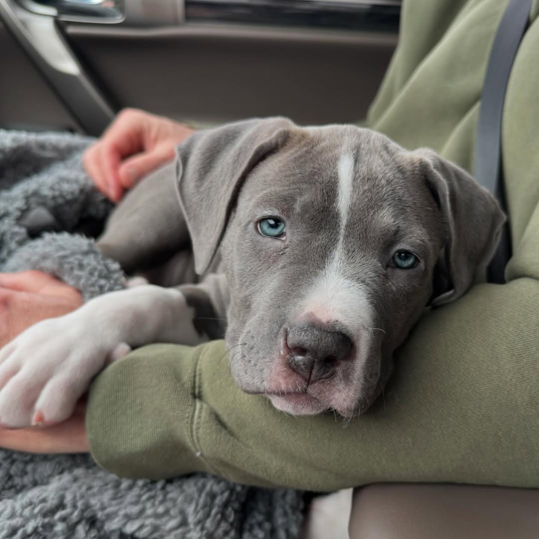 Grey Pitbull Full Blooded Pitbull Puppies For Sale Near Me