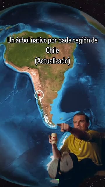 Instagram bosquechileno