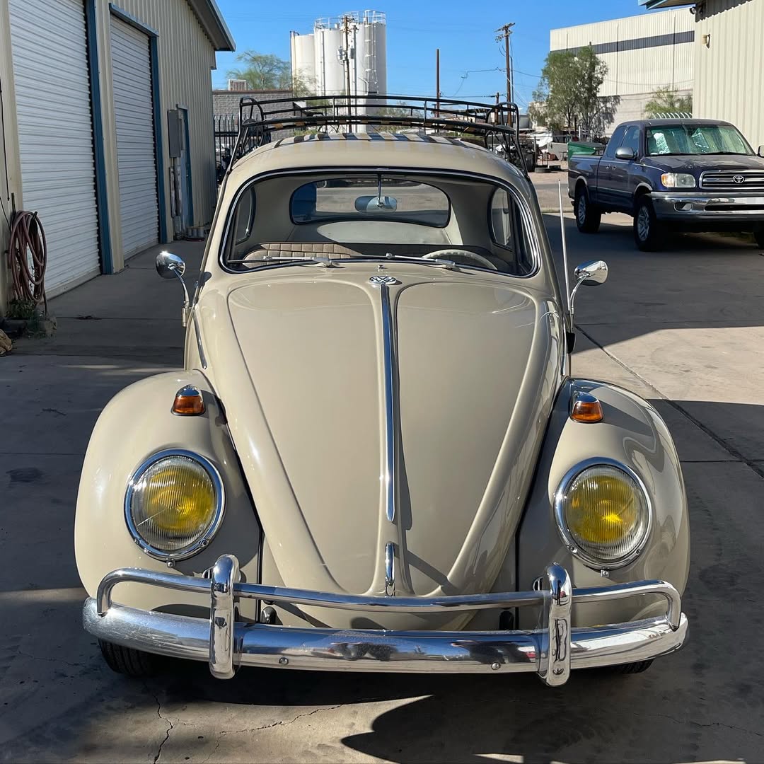 bugsnbuggies