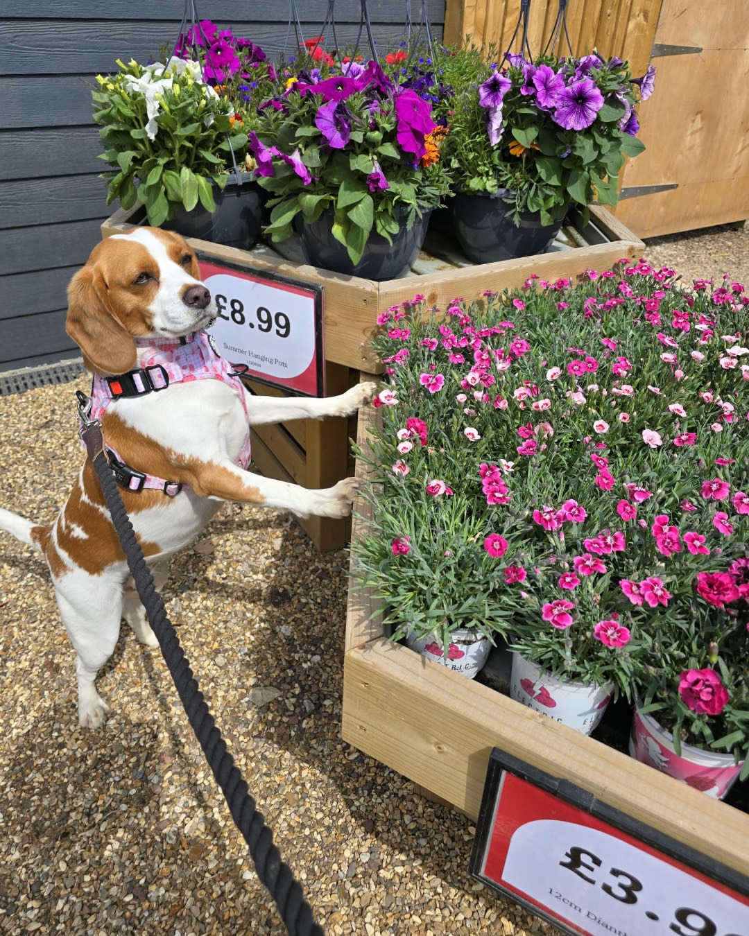 cherrylanegardencentres
