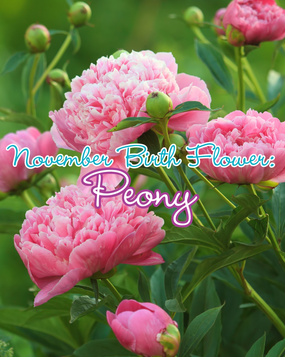 cherrylanegardencentres