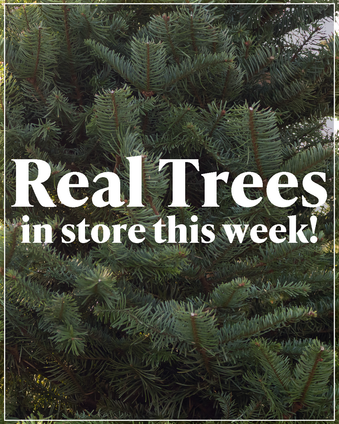 cherrylanegardencentres