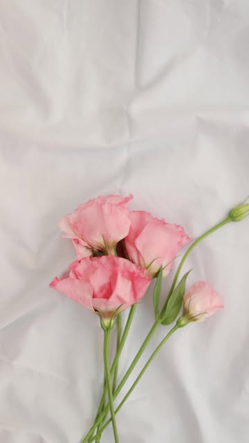 damselflyflowers