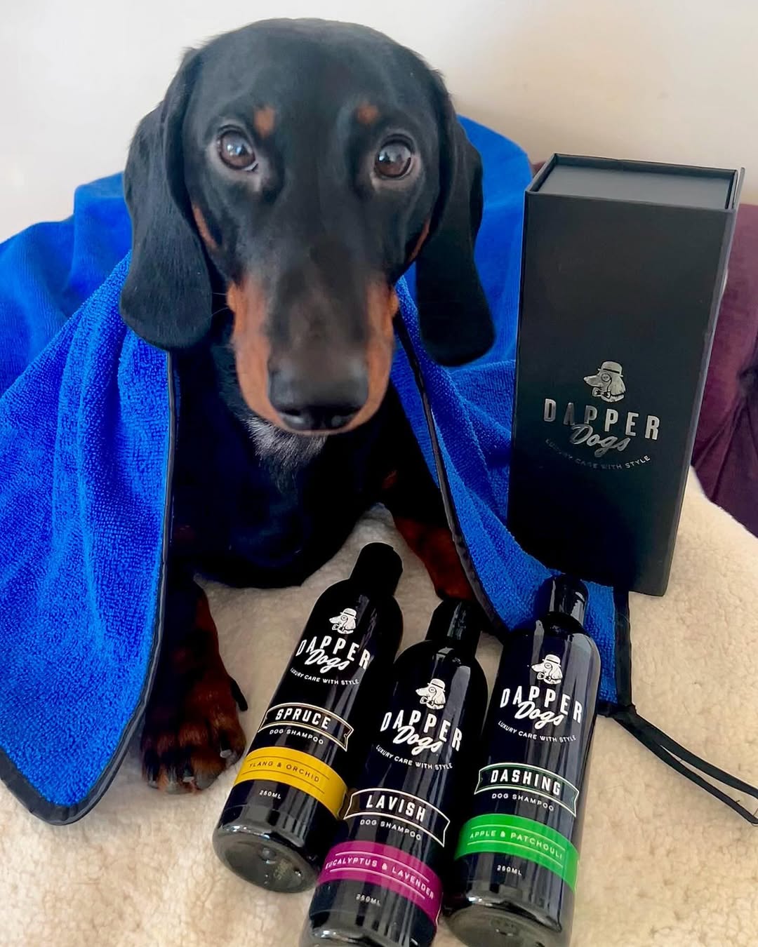 Instagram dapperdogsofinsta