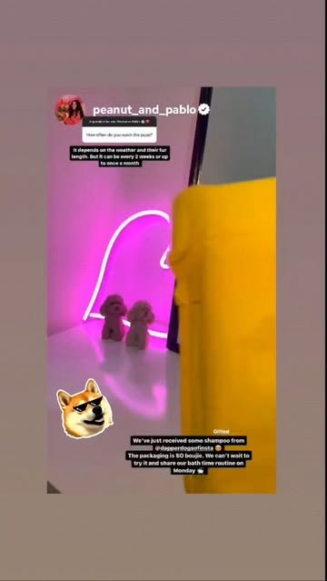 Instagram dapperdogsofinsta