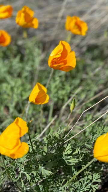 desertpoppypaper