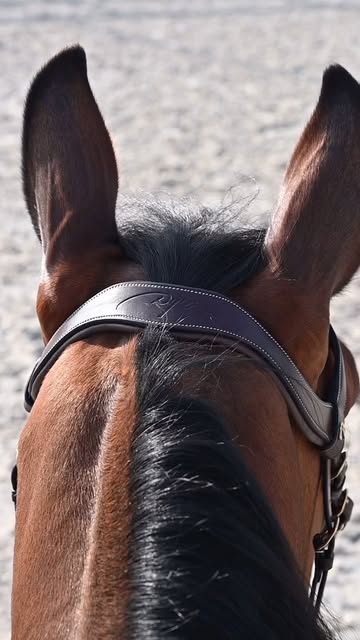 equizone_online