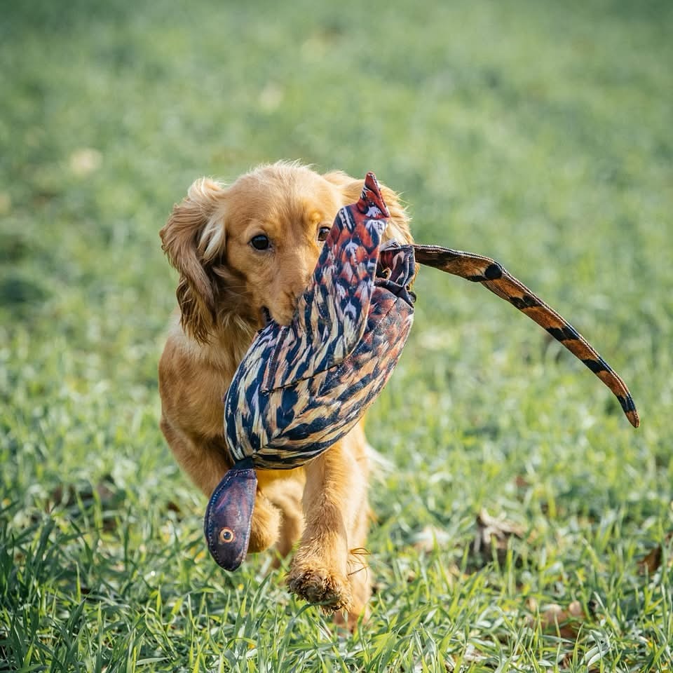 fieldandtrial