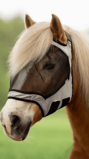 iqhorse.de