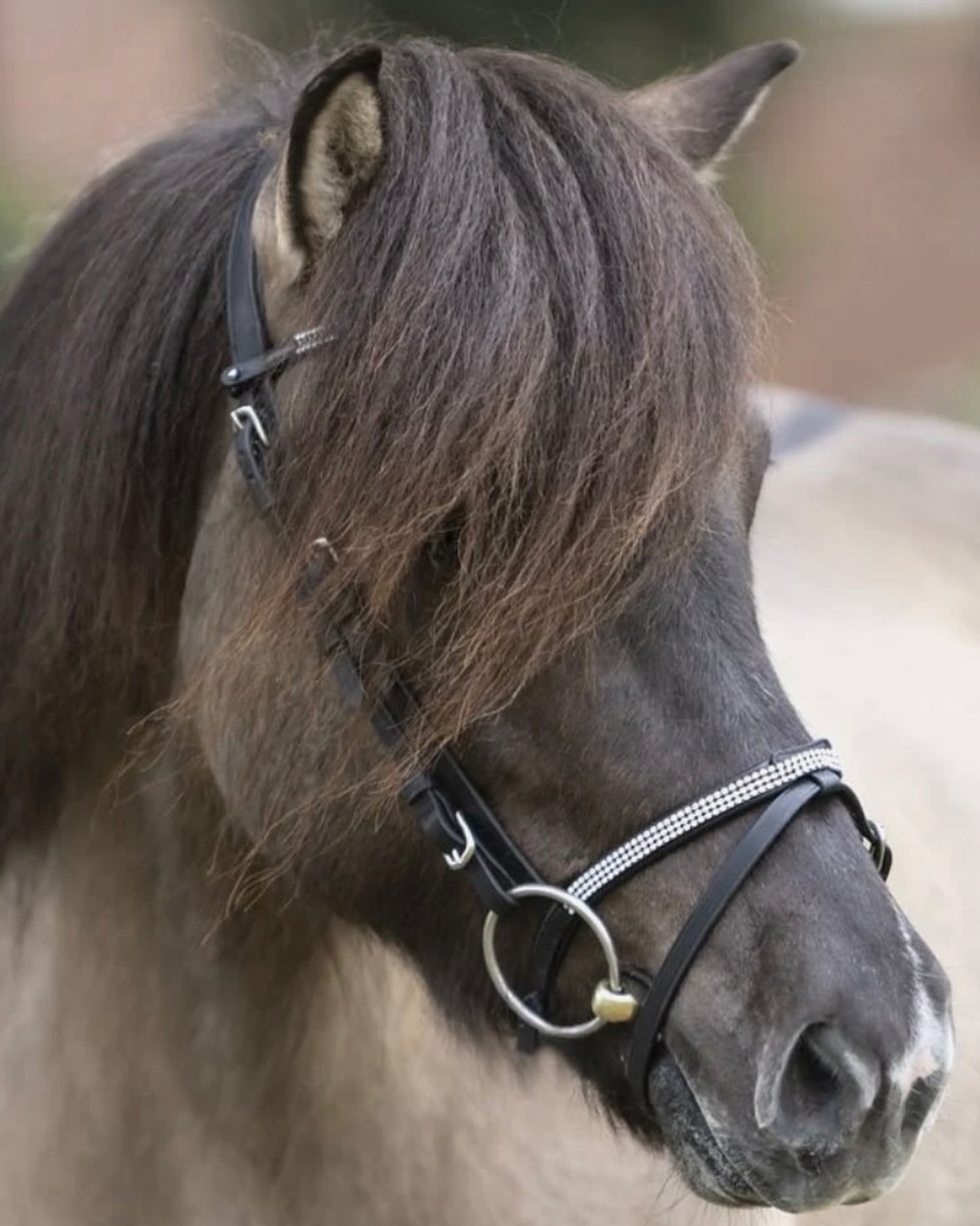 iqhorse.de