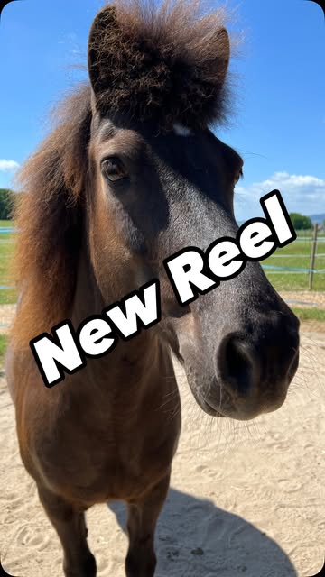 iqhorse.de