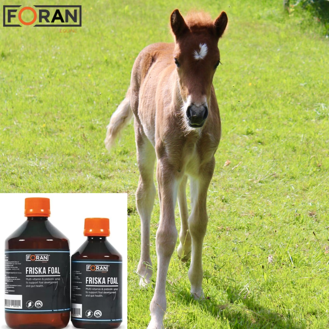 iqhorse.de