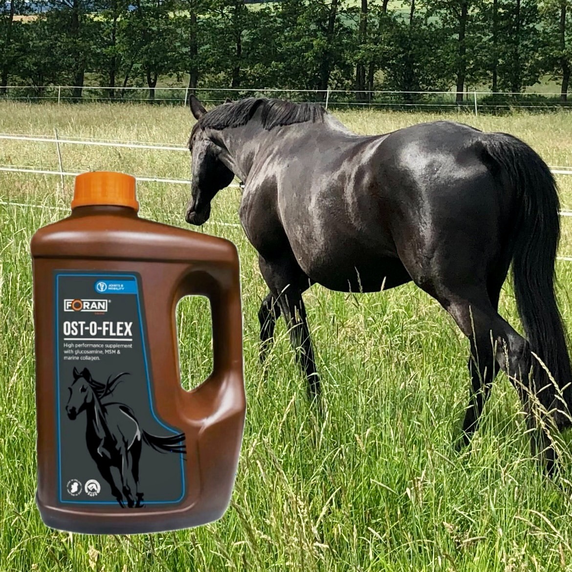 iqhorse.de