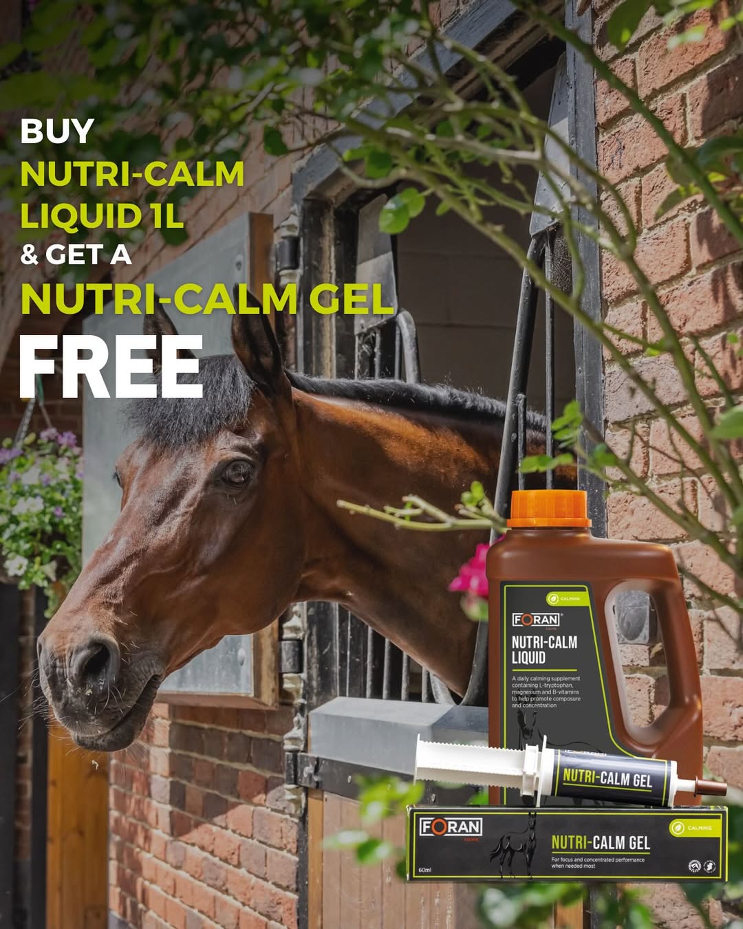 iqhorse.de