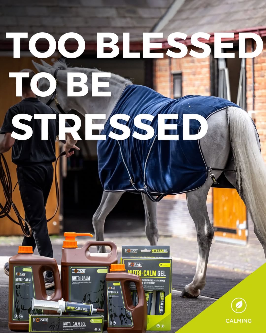 iqhorse.de
