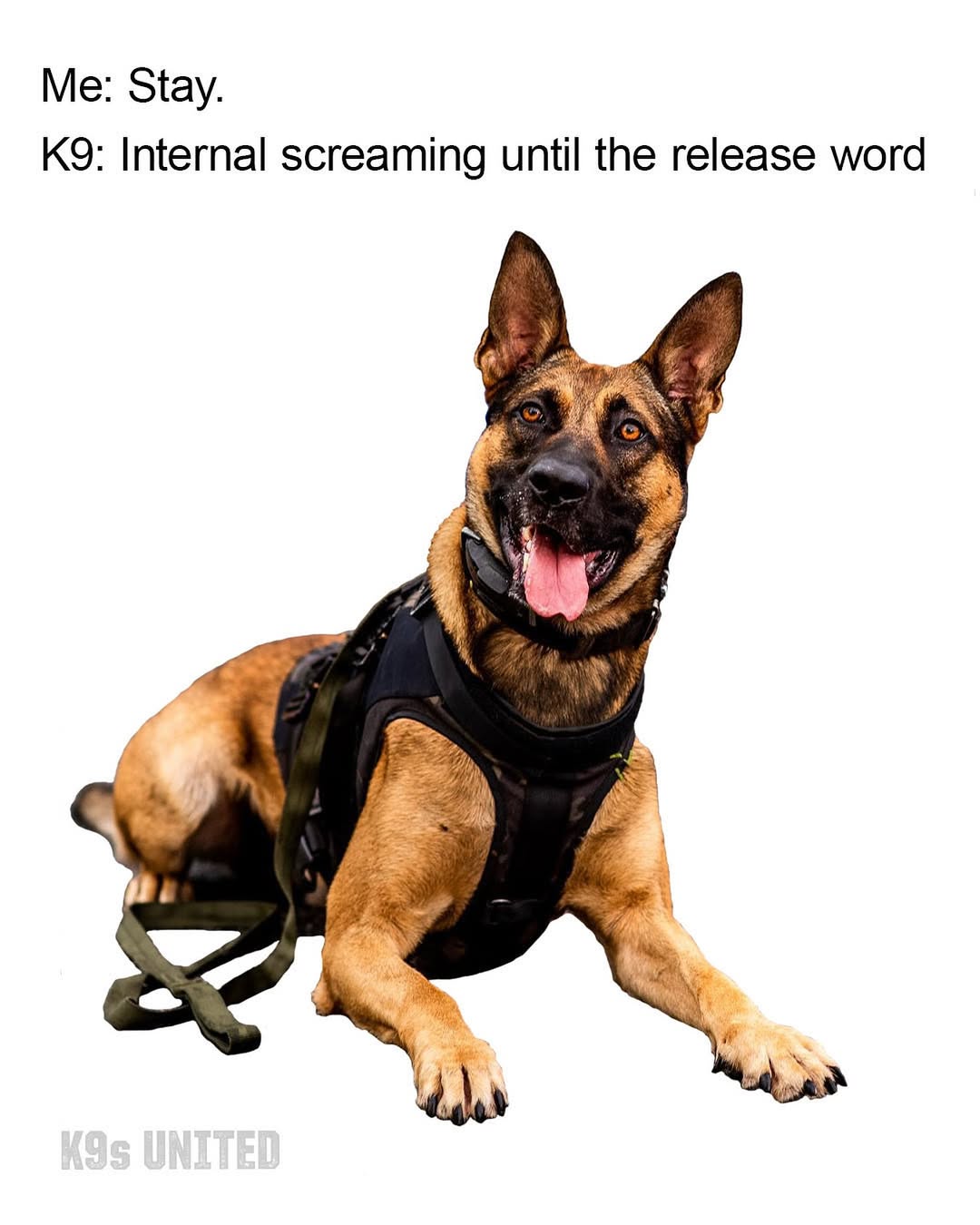 Instagram k9sunited