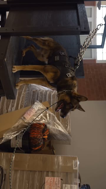 Instagram k9sunited