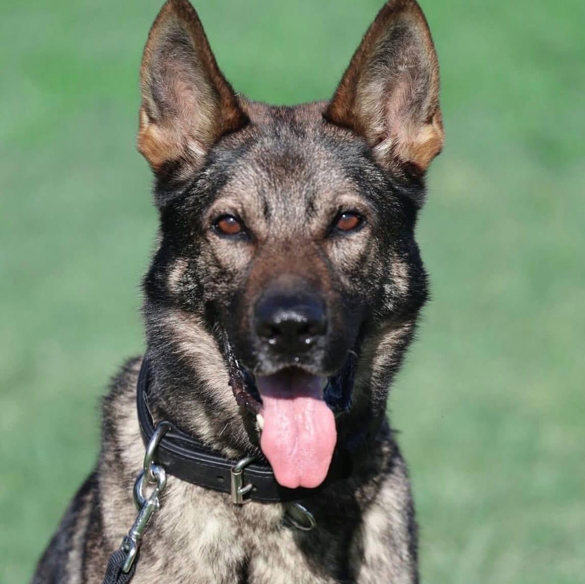 Instagram k9sunited