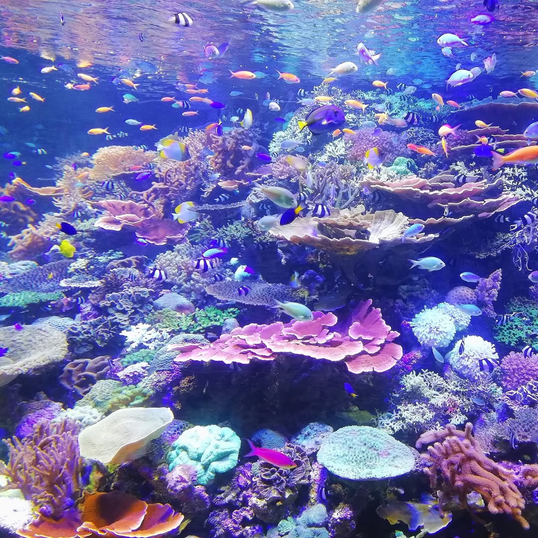planetmermaid