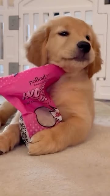 Instagram polkadog