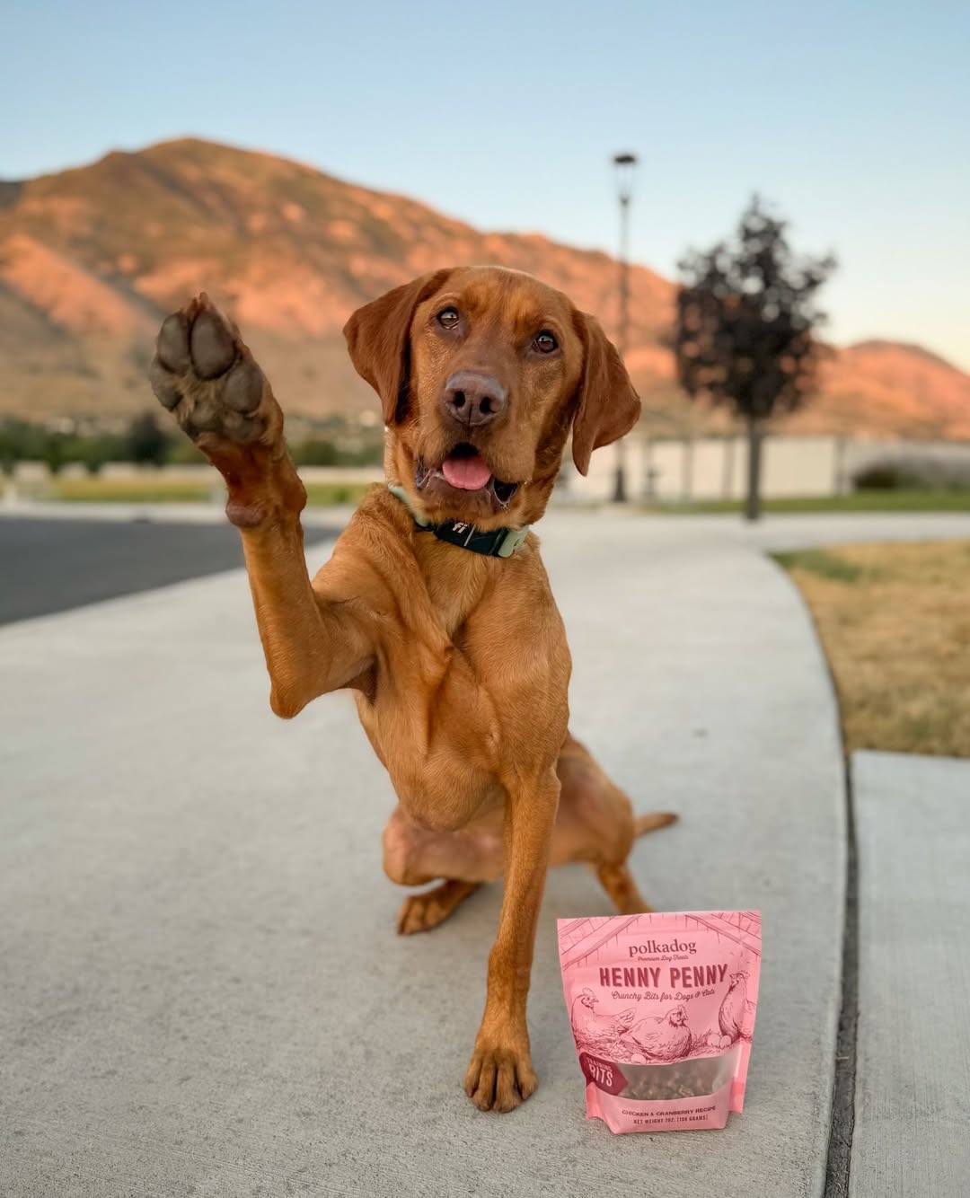 Instagram polkadog