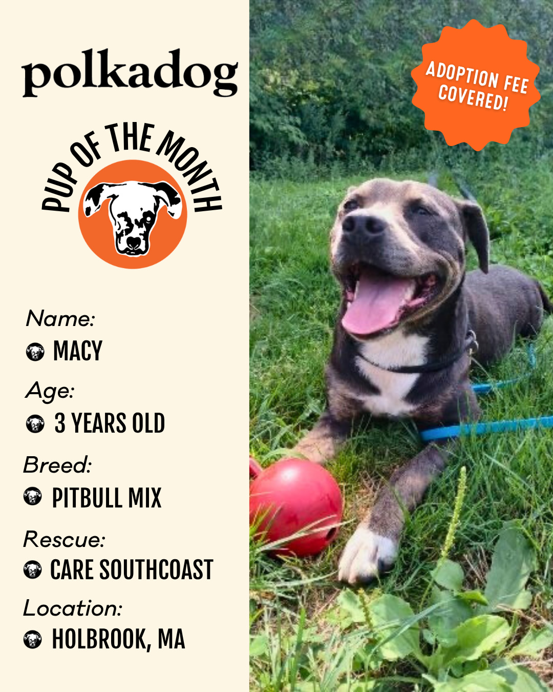 Instagram polkadog