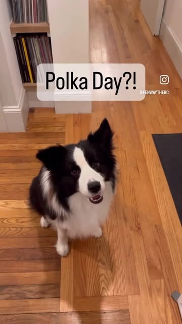 Instagram polkadog