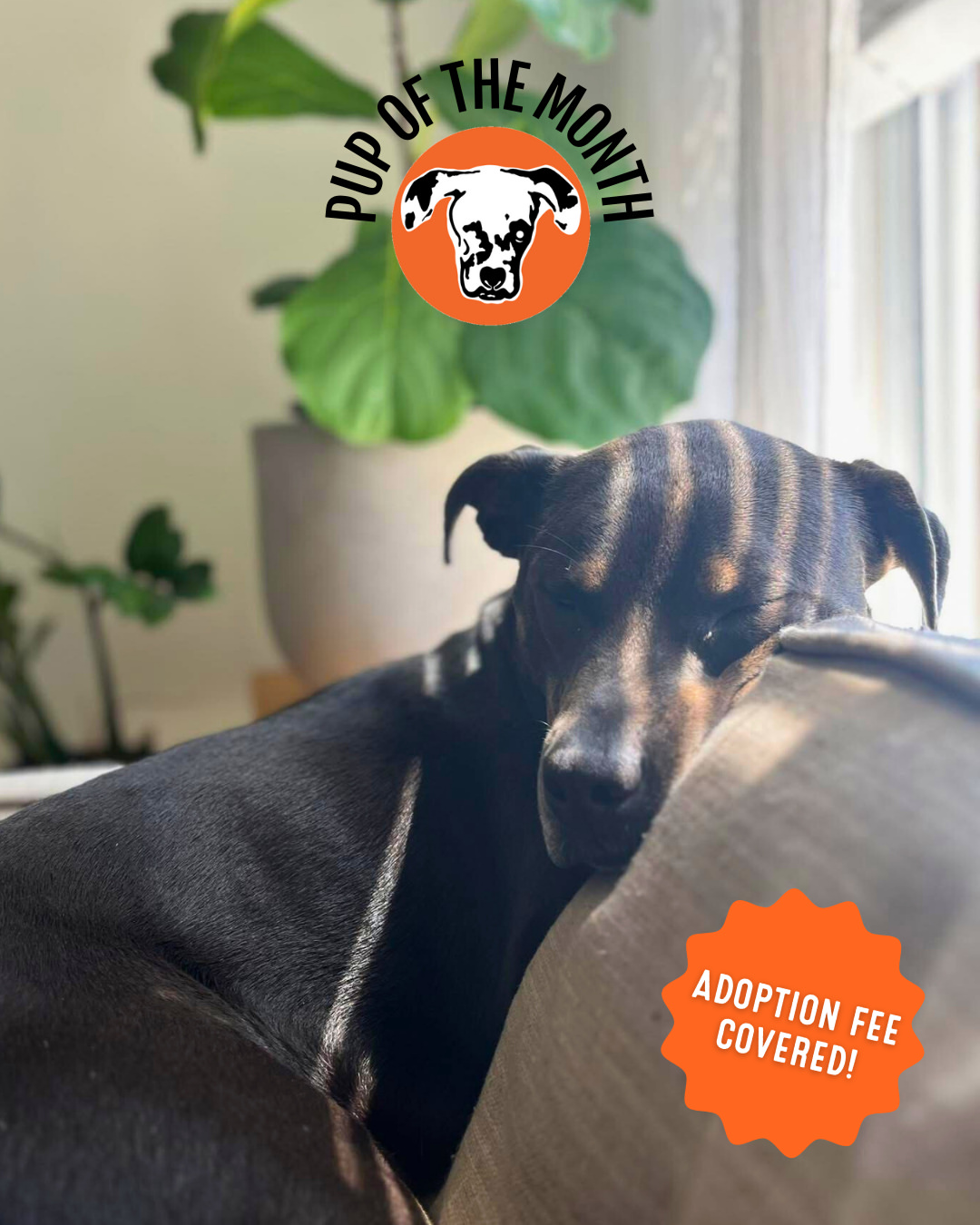 Instagram polkadog