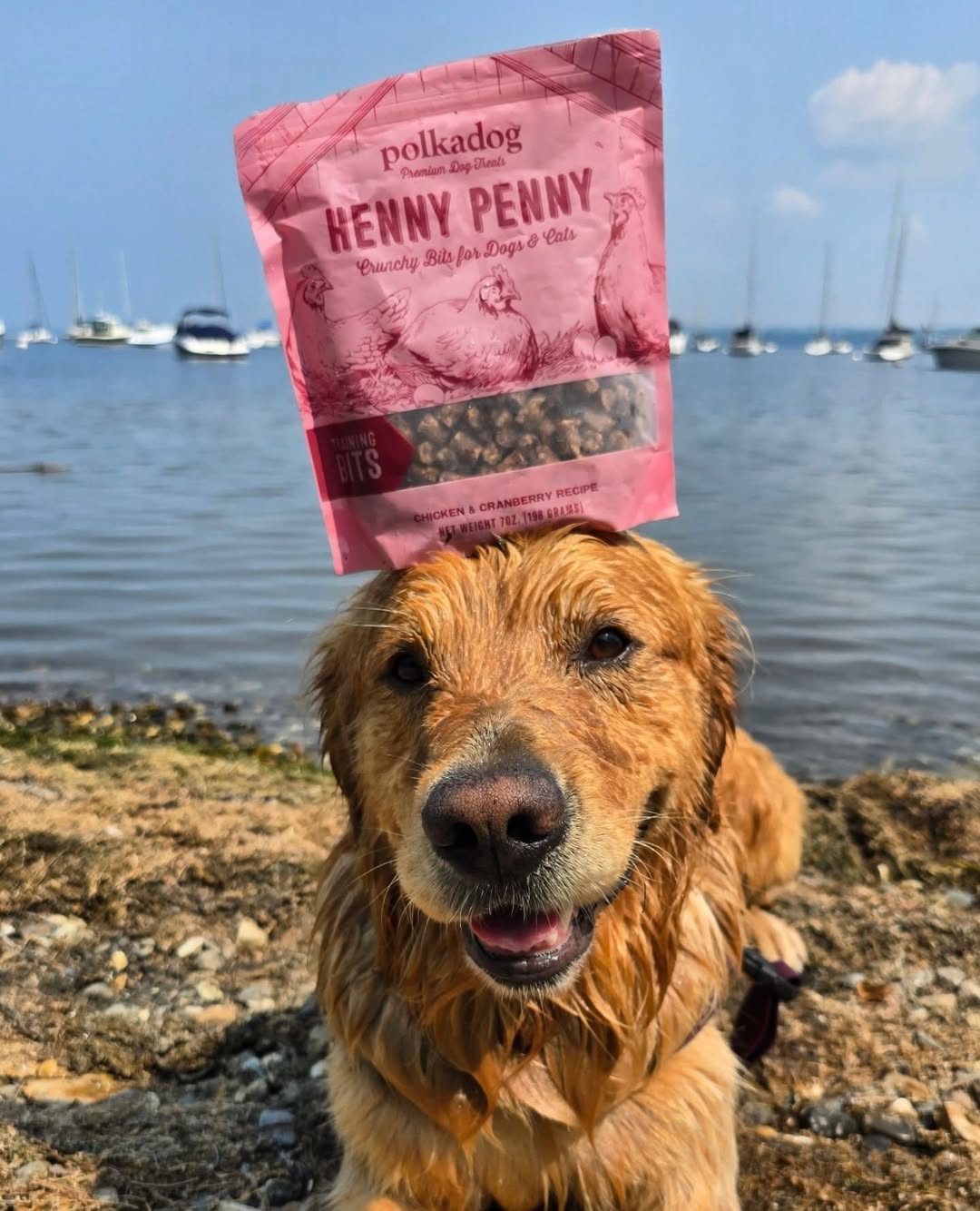 Instagram polkadog