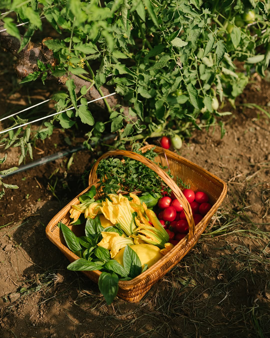Tomato Sampler! – Prisinzano Products