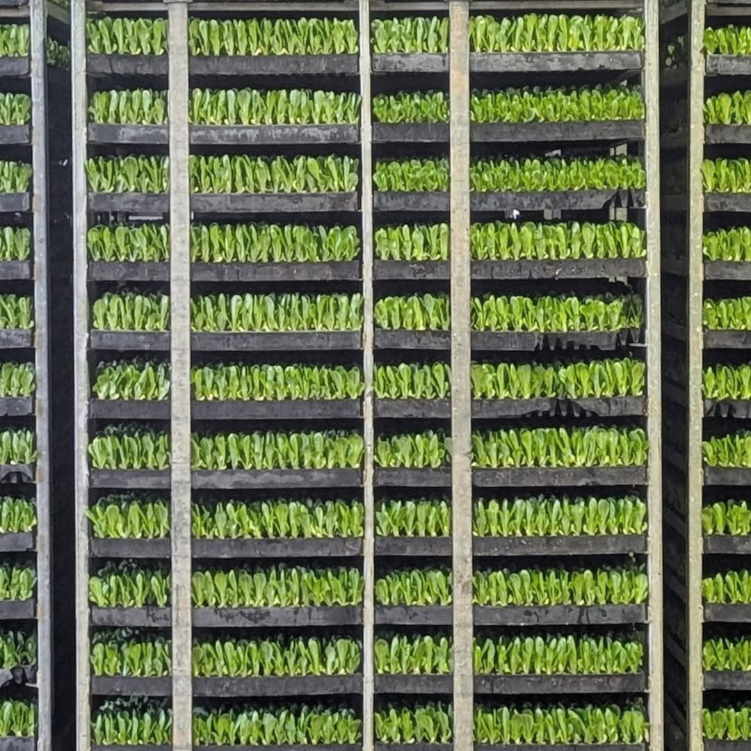Instagram qpseedlings