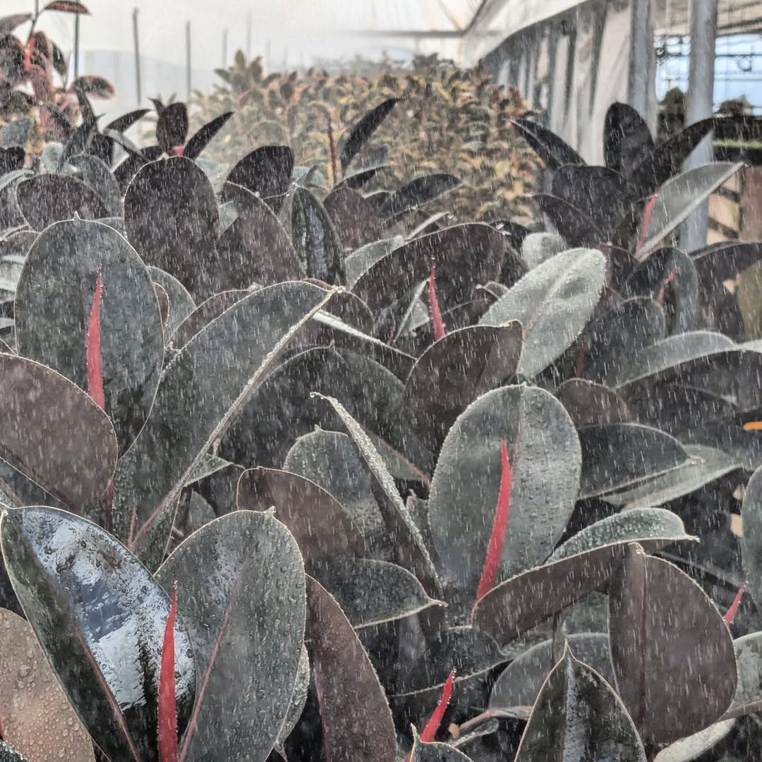 Instagram qpseedlings