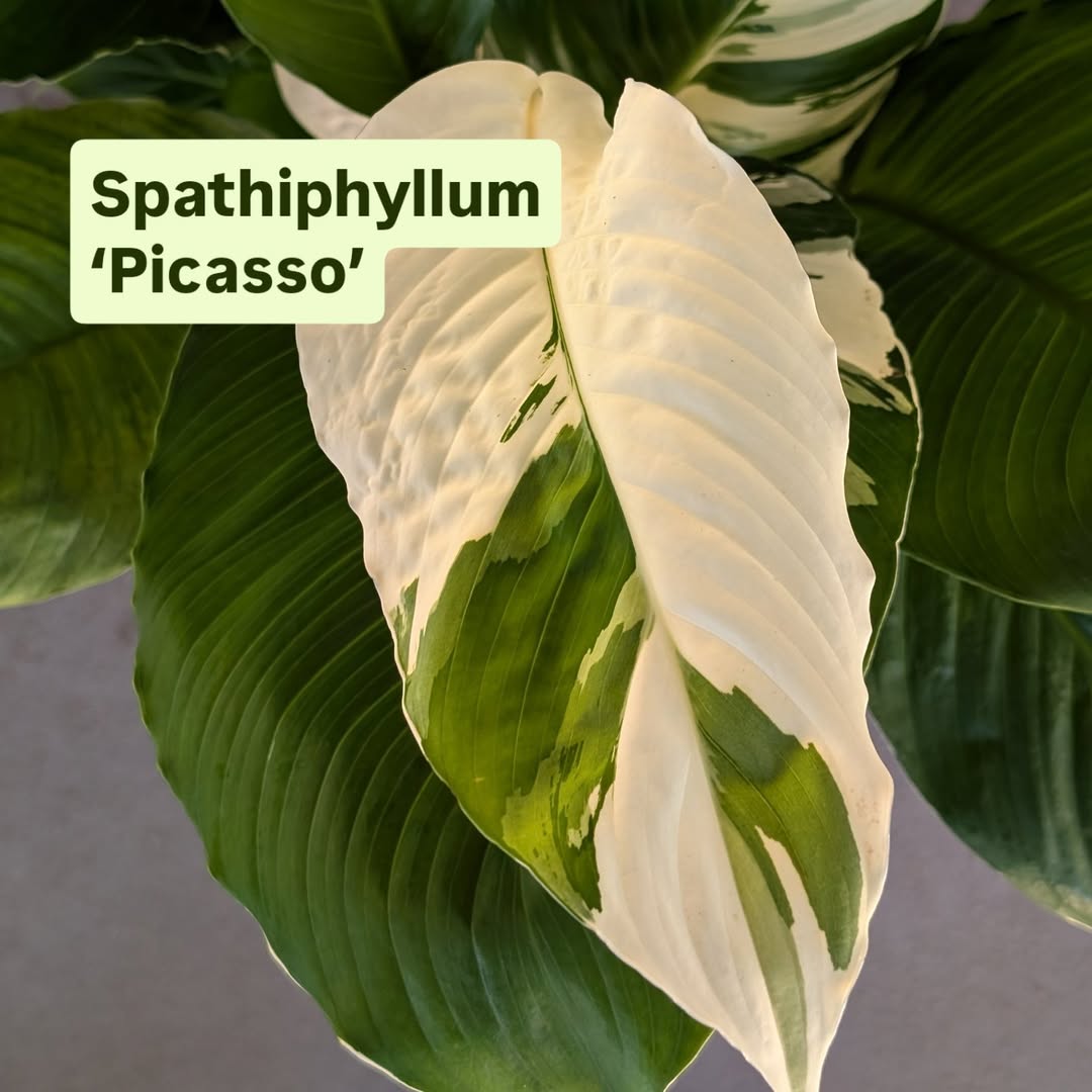Instagram qpseedlings