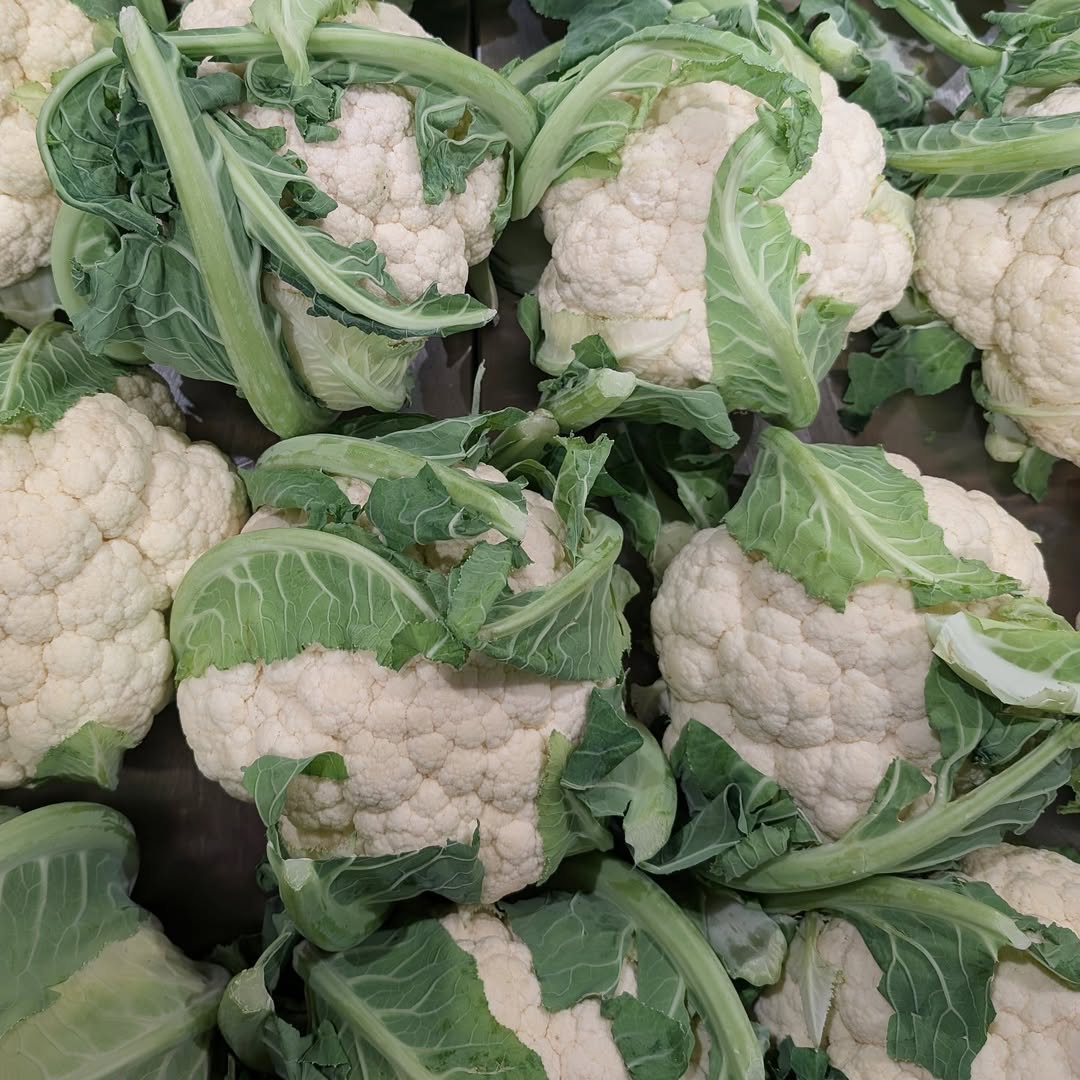 Instagram qpseedlings