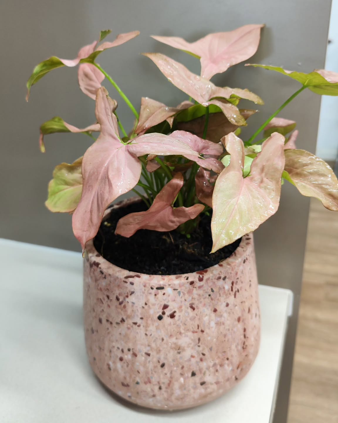 Instagram qpseedlings