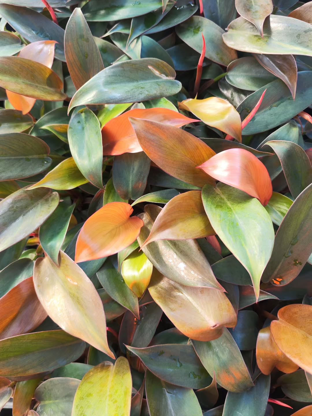 Instagram qpseedlings