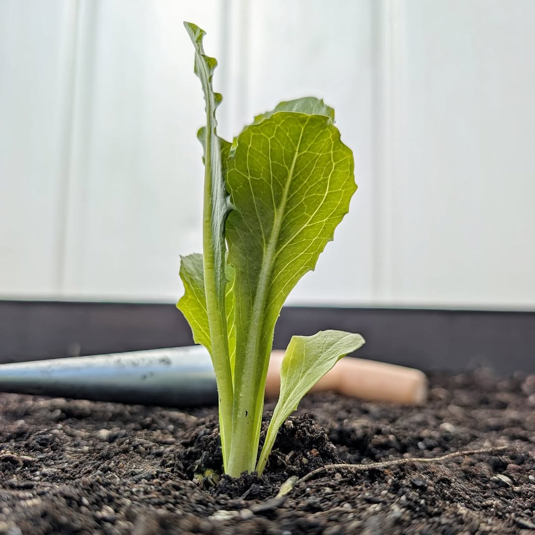 Instagram qpseedlings