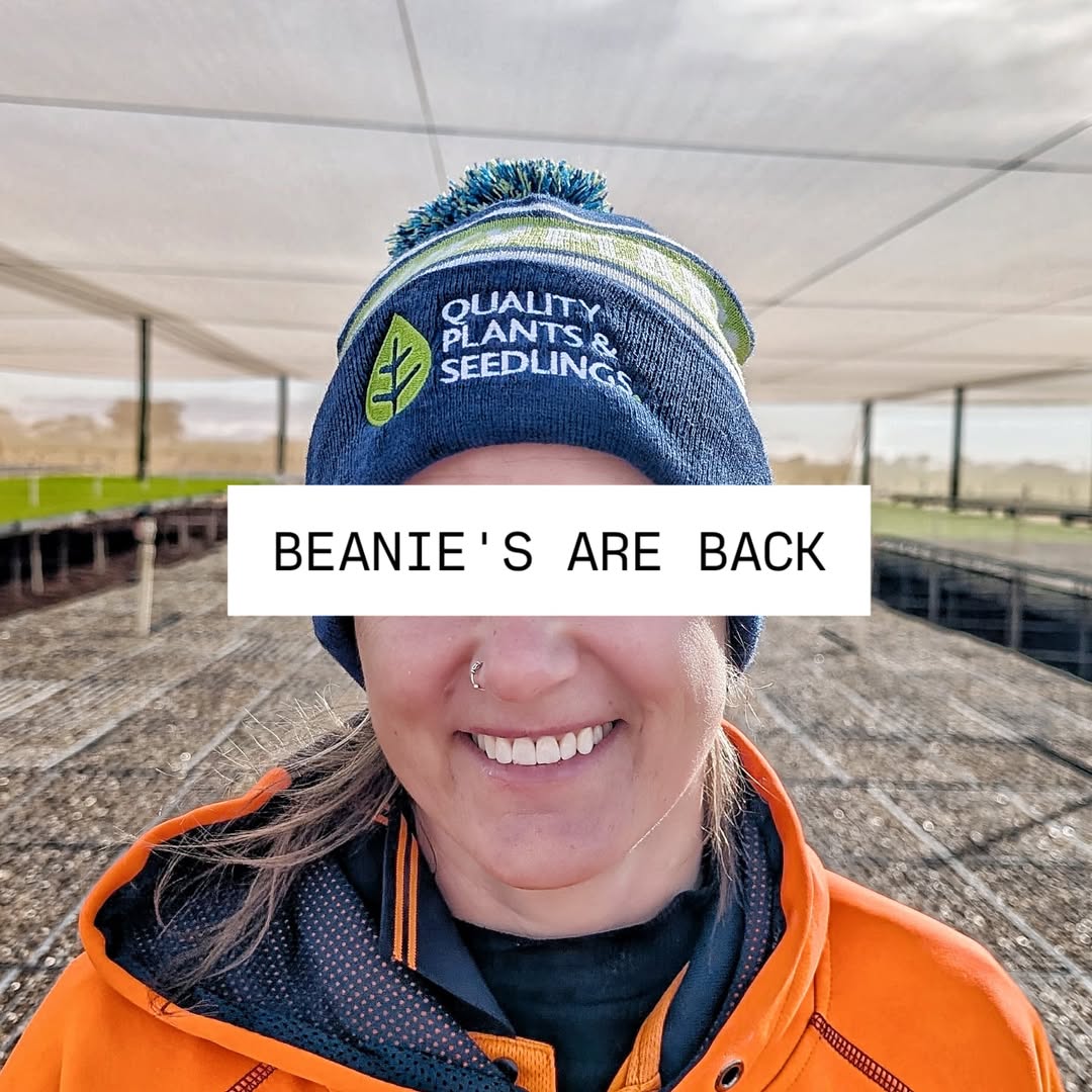 Instagram qpseedlings