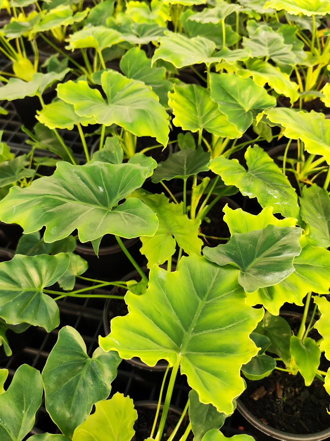 Instagram qpseedlings