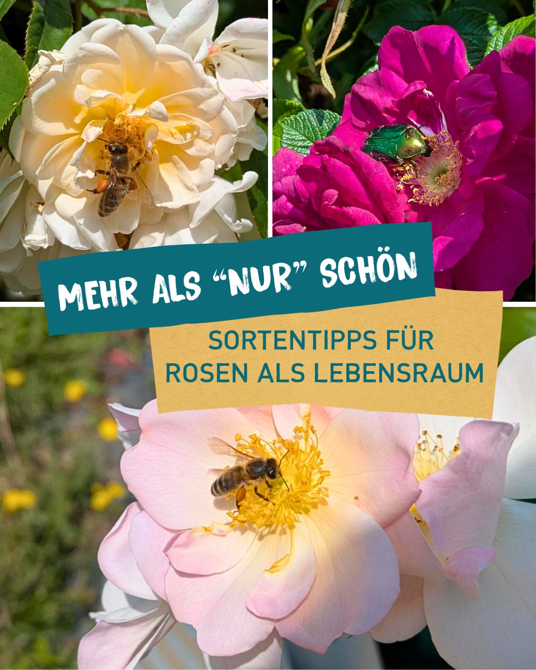Instagram rosenschuleruf
