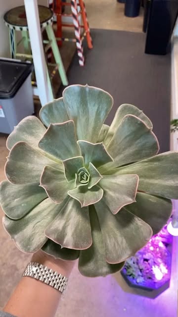 sageblooms