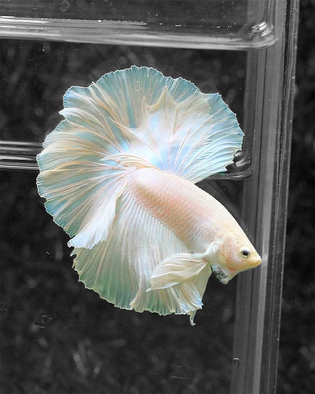 関東送料込みWHITE ANGEL フィッシュ　5'10 Amazon.co.jp: (Tropical Fish) Platinum White Veil Tail Angel
