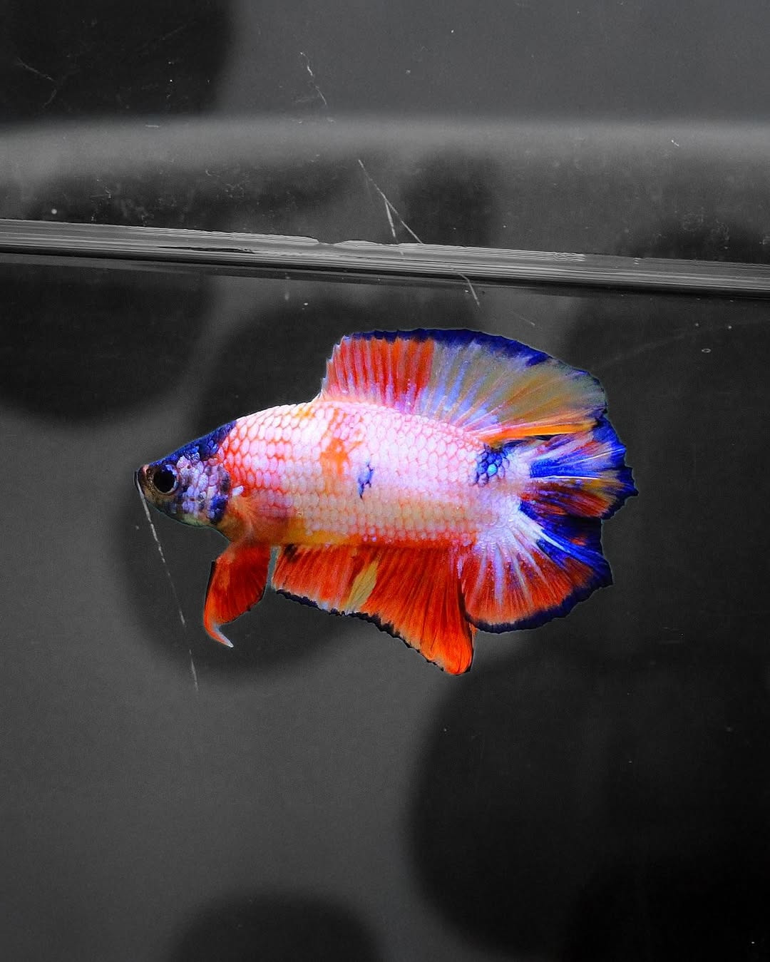 White Zebra Angelfish | Striped Freshwater