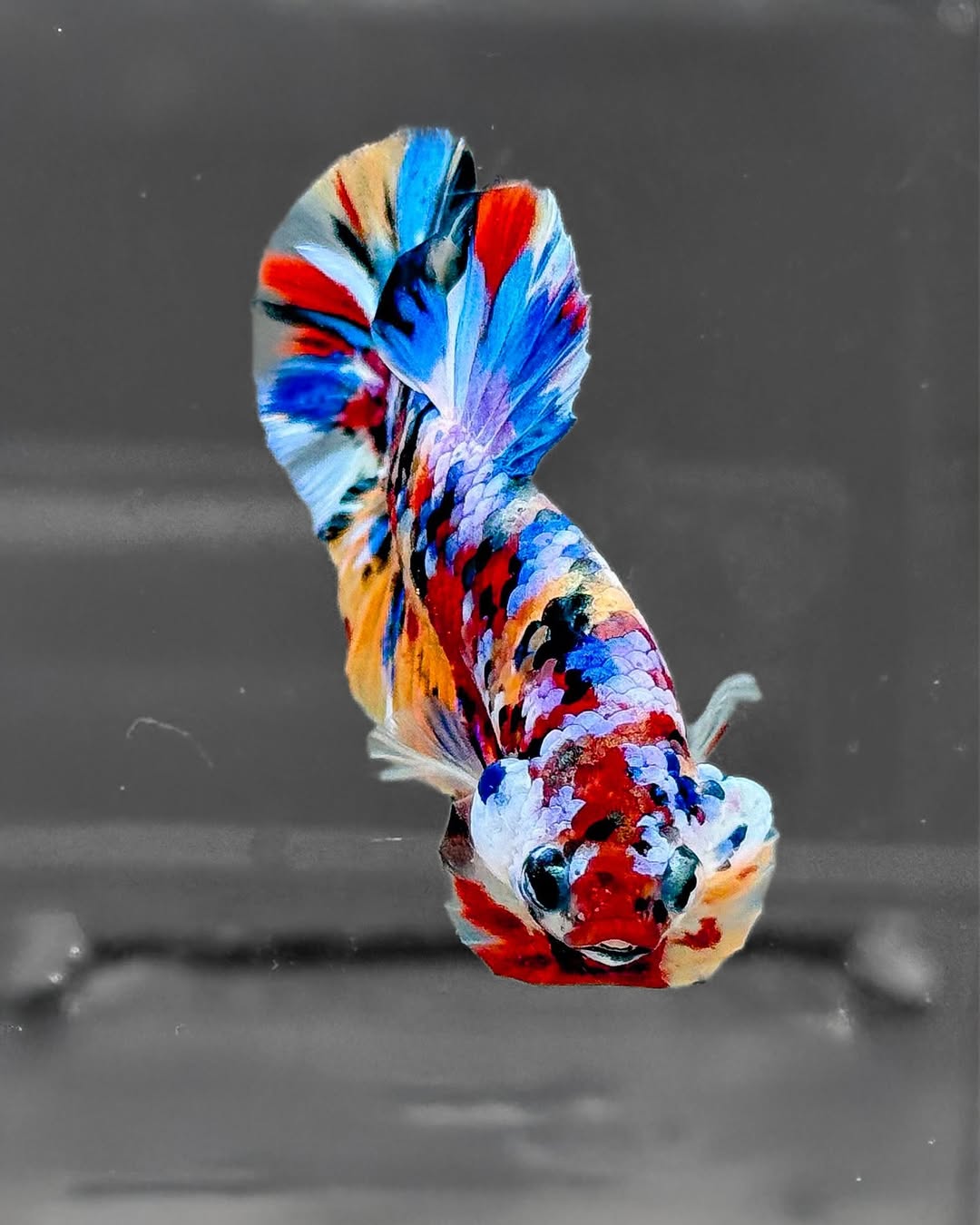 Red Aquarium Plant Package