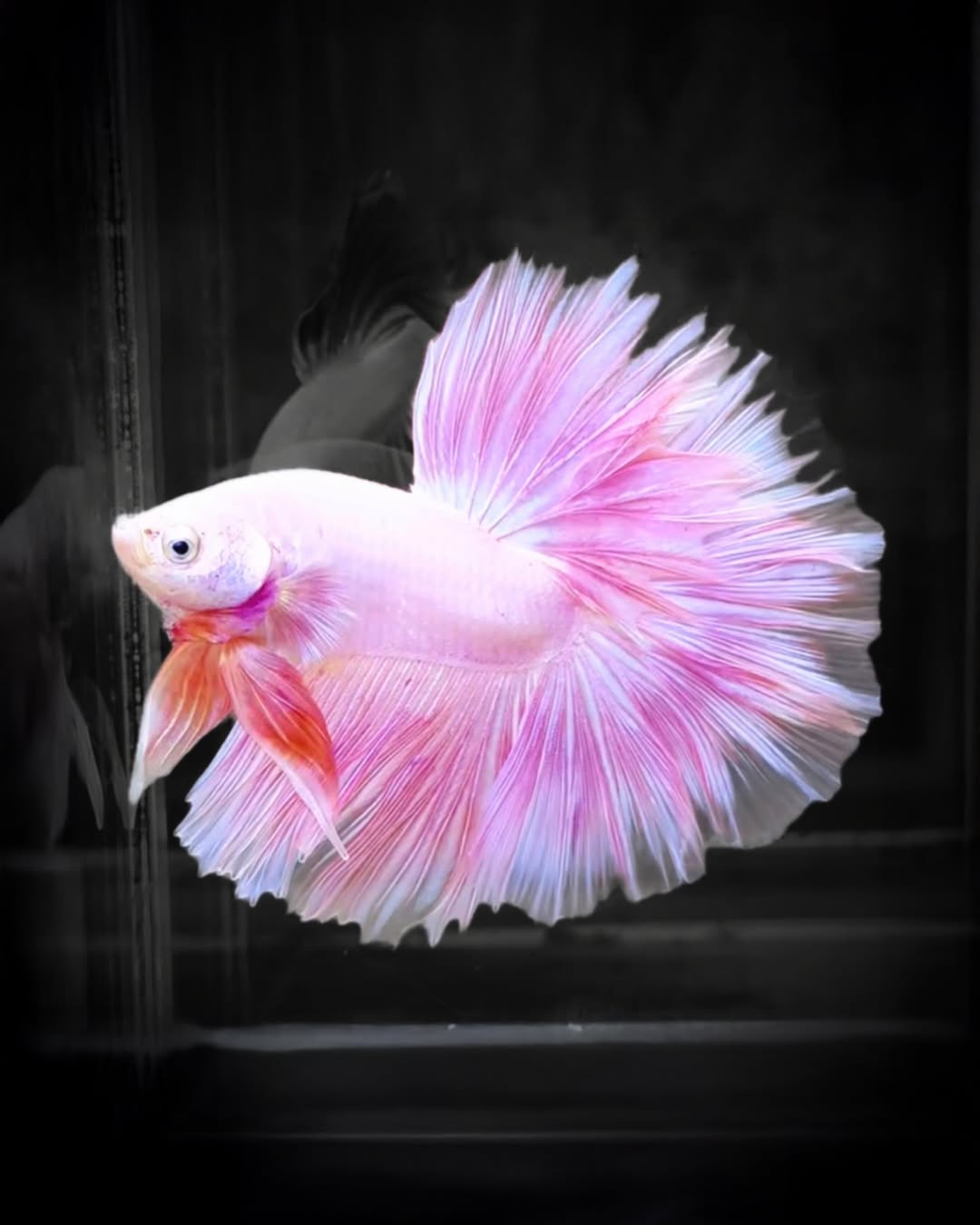 Red Aquarium Plant Package