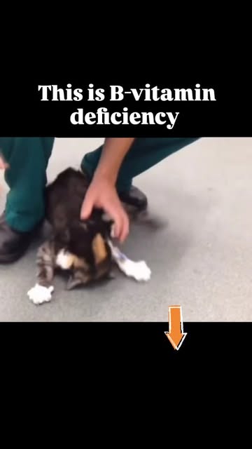 vet.helpful.notes